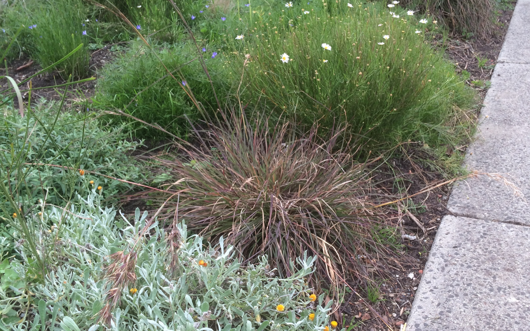 Indigenous Plant Nursery Map released
