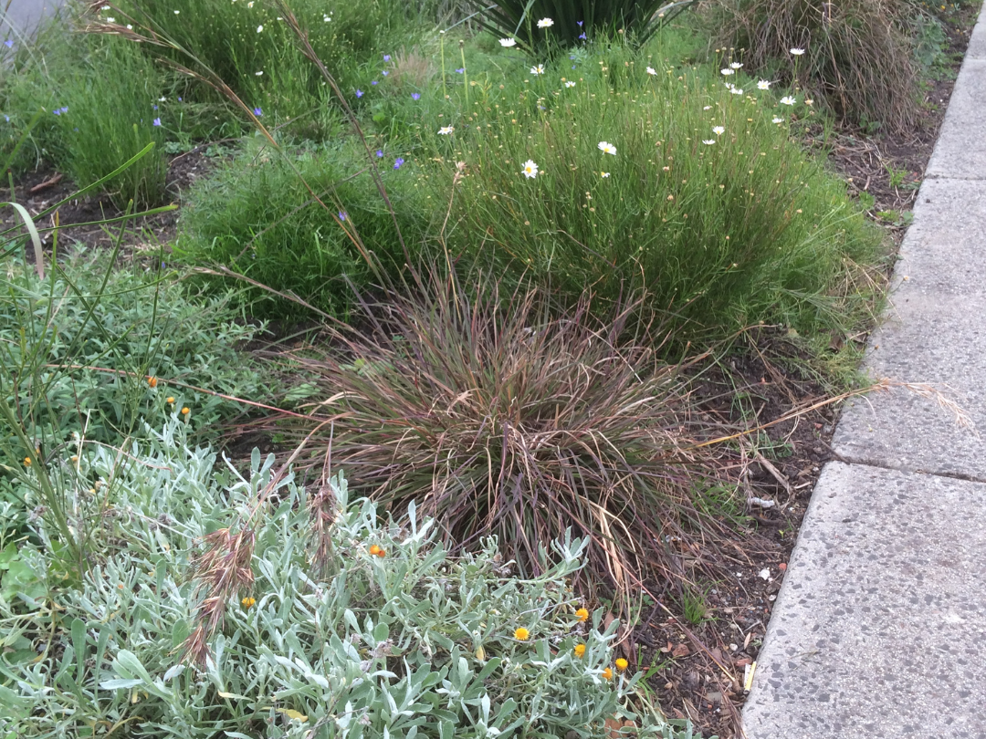 nature strip