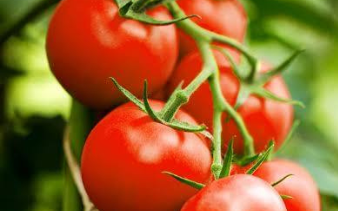 Growing exceptional tomatoes – SM Plant to Harvest
