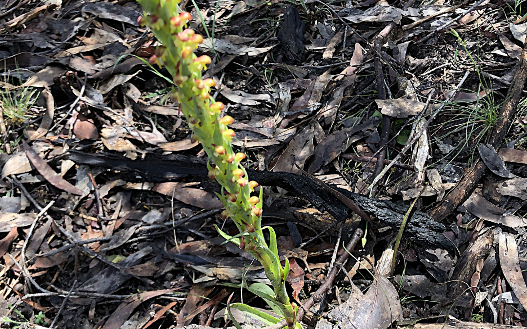 South African weed orchid threatening local wildflowers