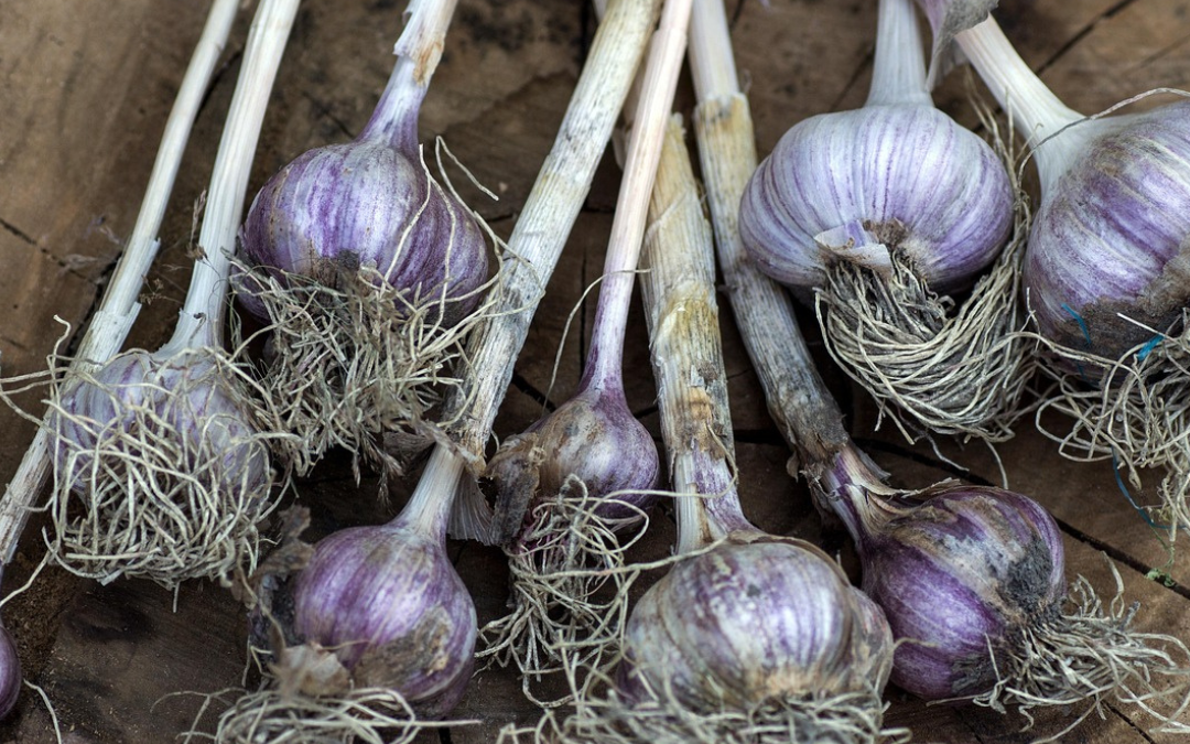 November Garlic Hint