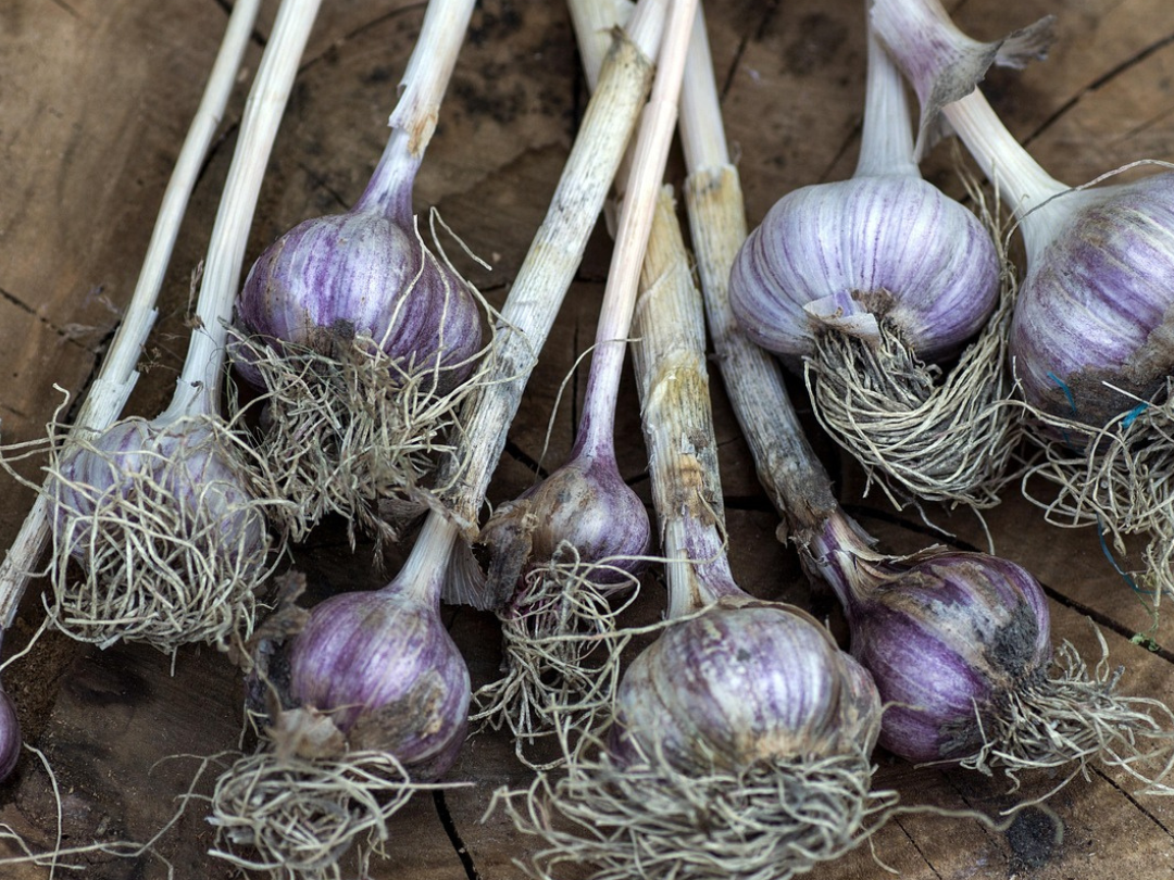 Garlic