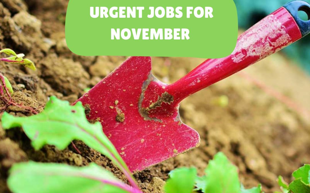 Urgent jobs in the garden for November