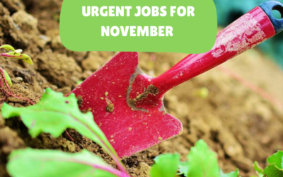 Urgent jobs in the garden for November