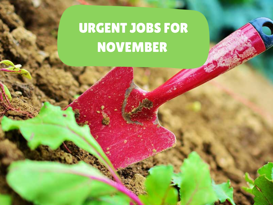 compost (1) Urgent Jobs for November