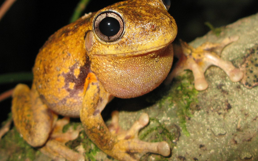 Hop to it! Join Australia’s biggest frog count