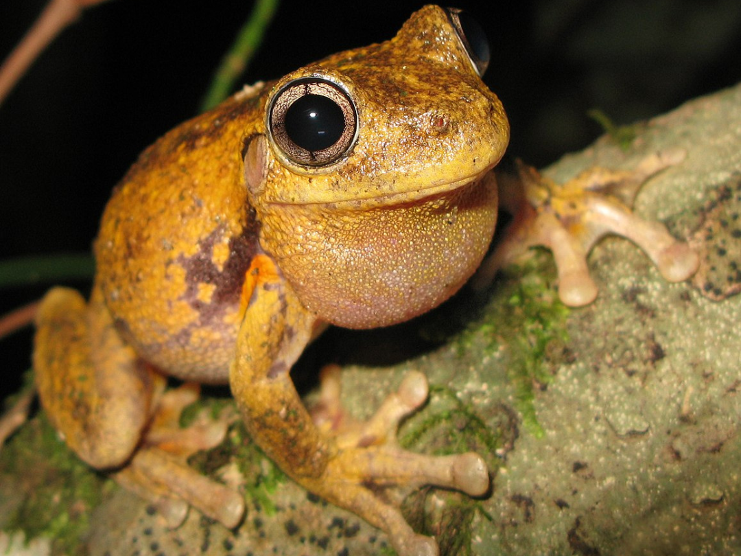 frog