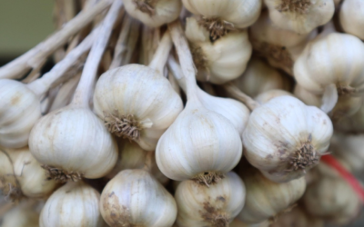 December Garlic Hint