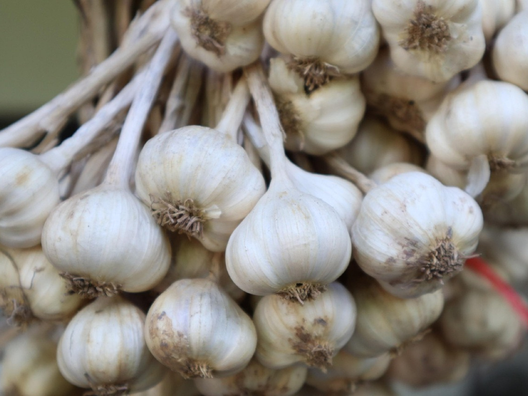 Garlic