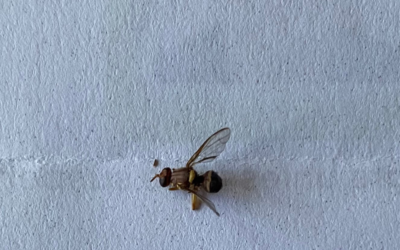 Queensland Fruit Fly alert – December