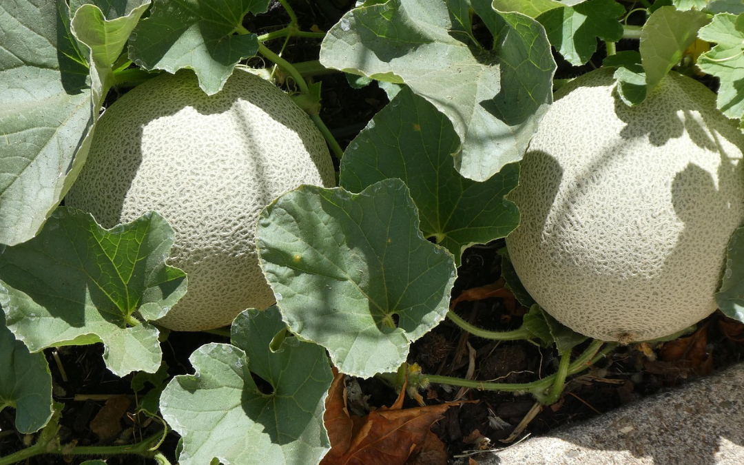 Growing exceptional melons