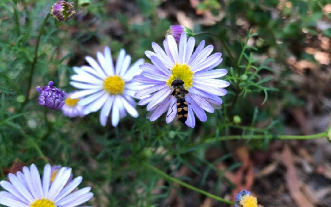 Watering and feeding indigenous plants
