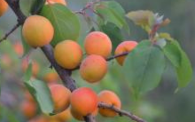 Pruning apricot and cherry trees