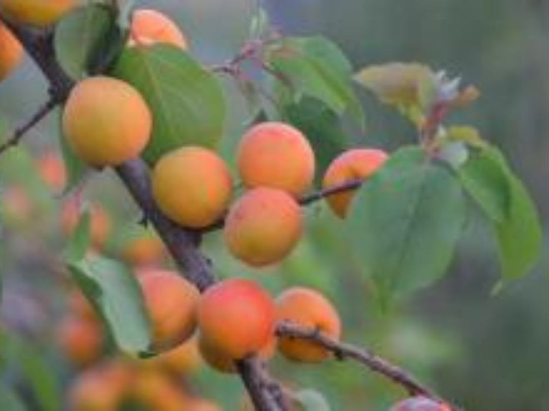 apricot tree pruning fruit trees