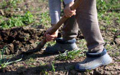 Preparing your soil for autumn/winter edible planting