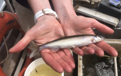 The Plenty-ful native fish of our local rivers