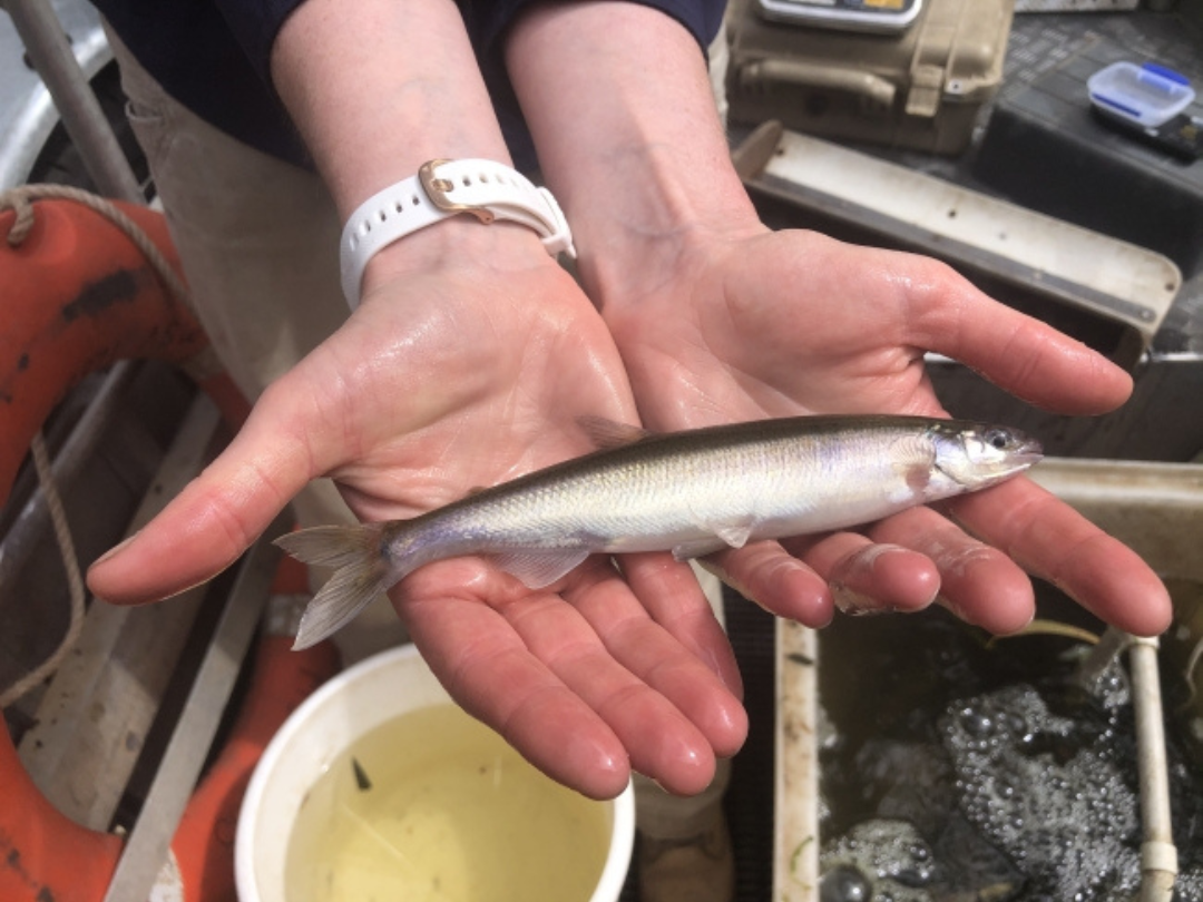 fish