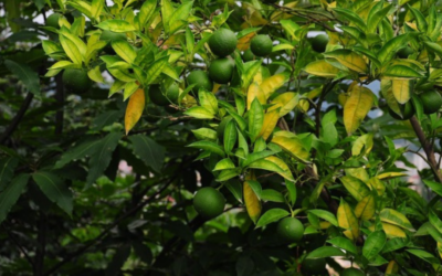 Nutritional deficiencies in citrus