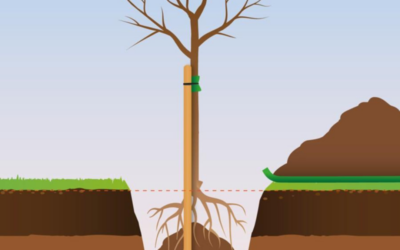 Why bare-rooted fruit trees are worth it