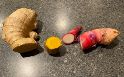 Growing ginger, turmeric and galangal