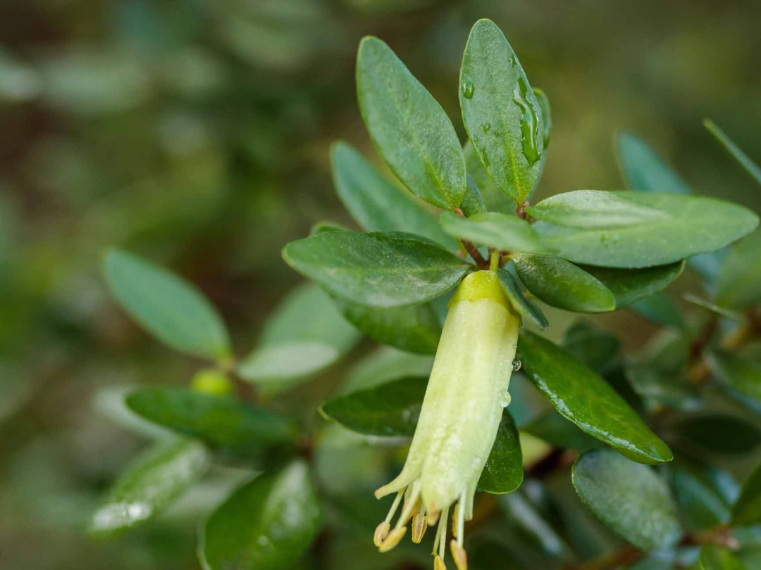 Correa Reflexa