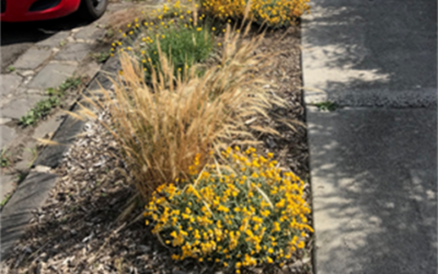 Lose the lawn – ditch mowing forever
