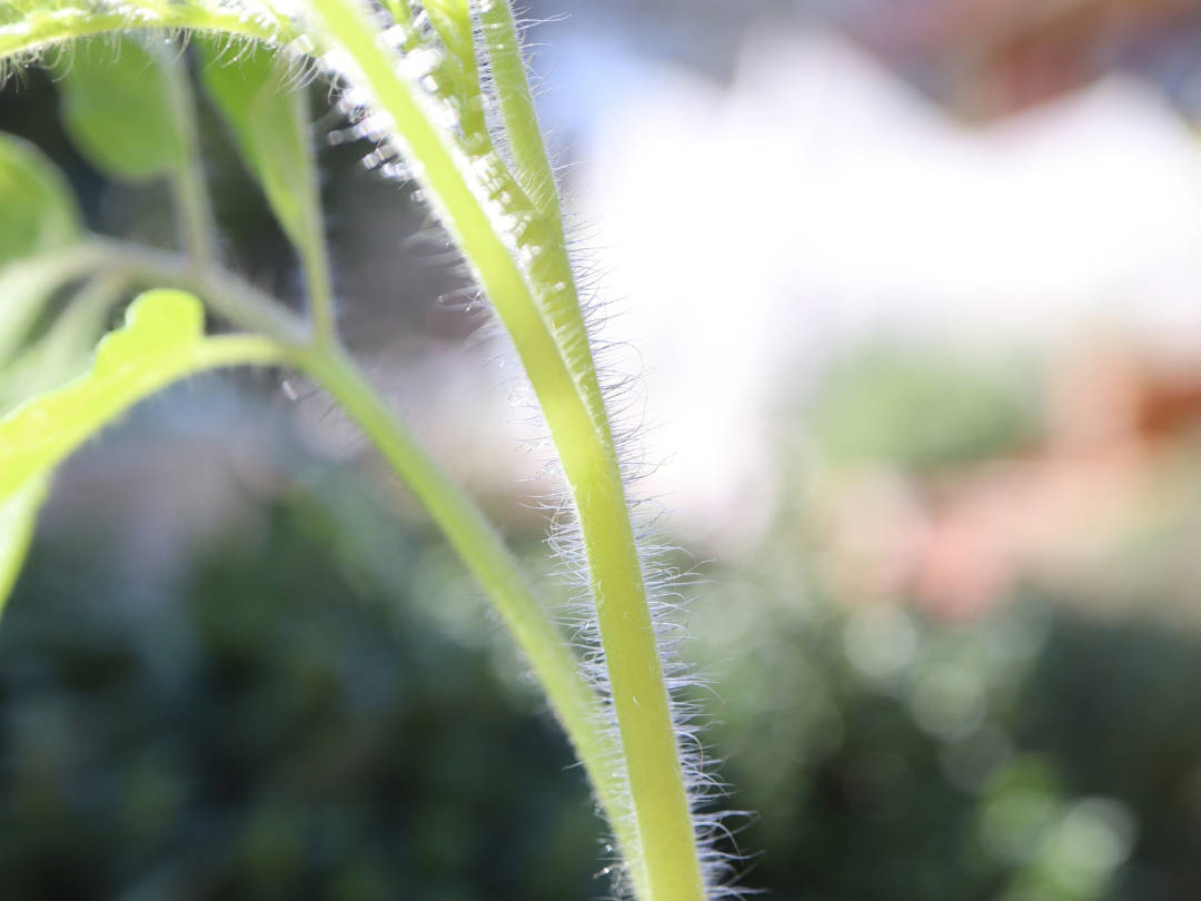 tomato trichomes